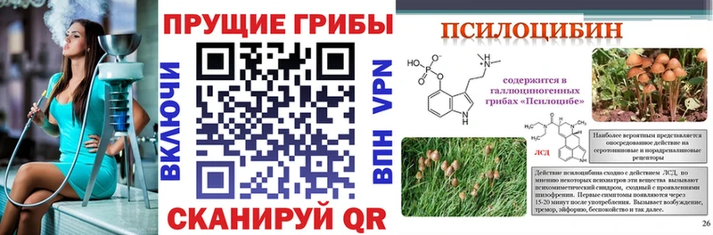 blacksprut ссылка  Славгород  Галлюциногенные грибы GOLDEN TEACHER 